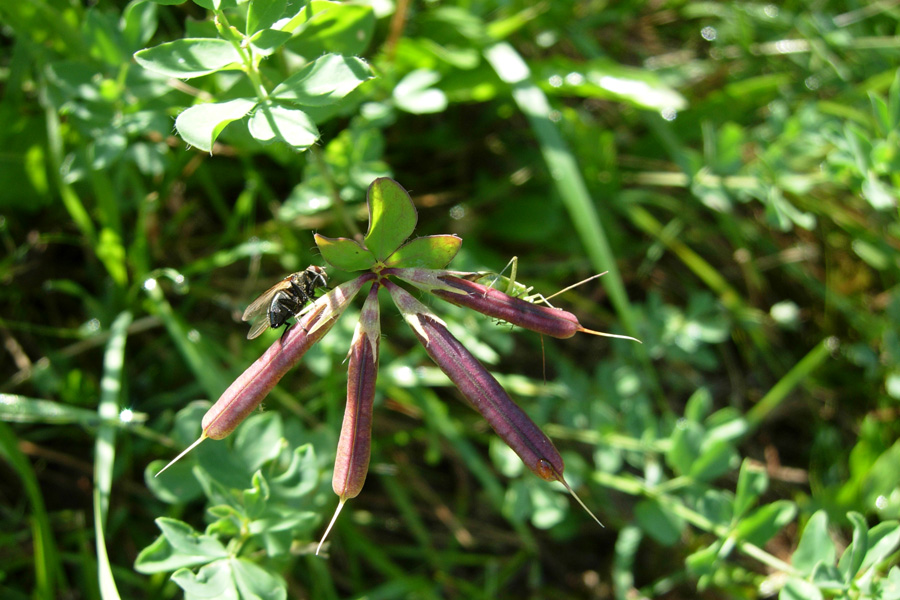 Lotus corniculatus